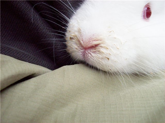 Кролики чихают: почему это происходит, сопли, что делать и как лечить ринит