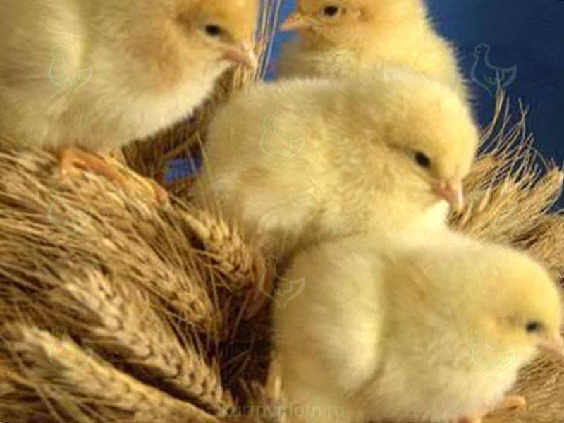 Трихопол курицам дозировка. трихопол для цыплят: показания к применению, дозировки и способы применения