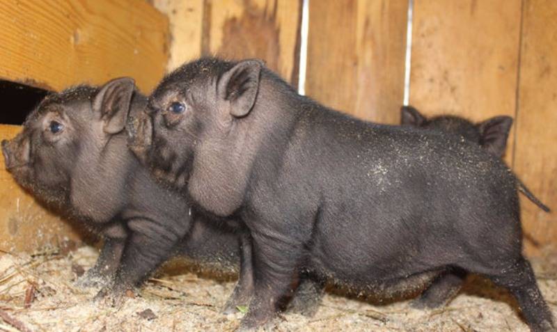 Всё о вьетнамских свиньях. разведение, кормление, уход в домашних условиях