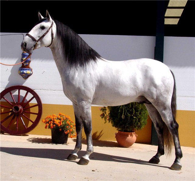 Андалузская лошадь: описание, характер, история и интересные факты