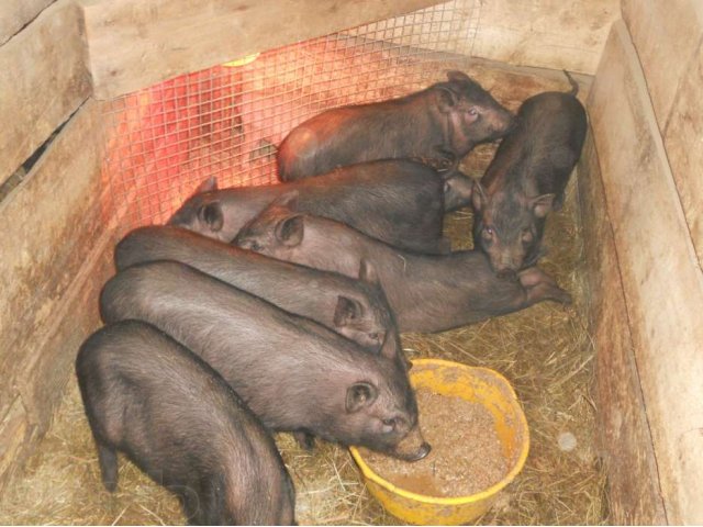 Все о выращивании вьетнамской породы свиней: правила откорма, как ухаживать
