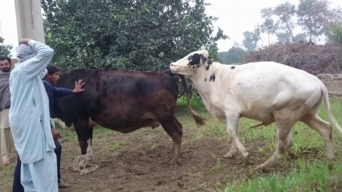 Осеменитель крупного рогатого скота: «коровы реагируют на меня как на потенциального быка» – иа «диалог»