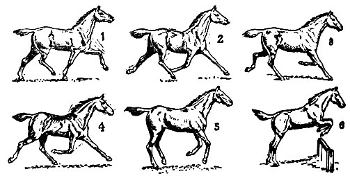 Способы и виды бега лошади: обзор, описание и фото