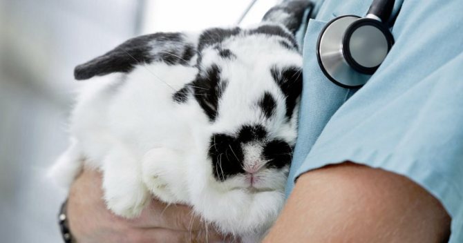Как выявить и лечить инфекционный стоматит у кроликов?