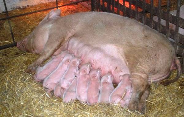 Опорос свиней: определение супоросности, сколько дней ходит беременная свиноматка, подготовка к опоросу