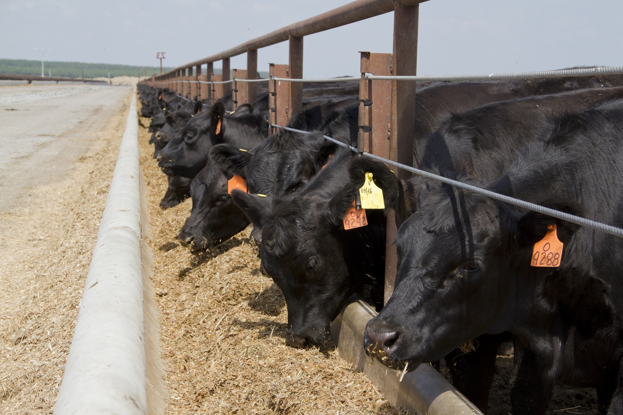 Разведение бычков: чем кормить для быстрого роста в домашних условиях?
