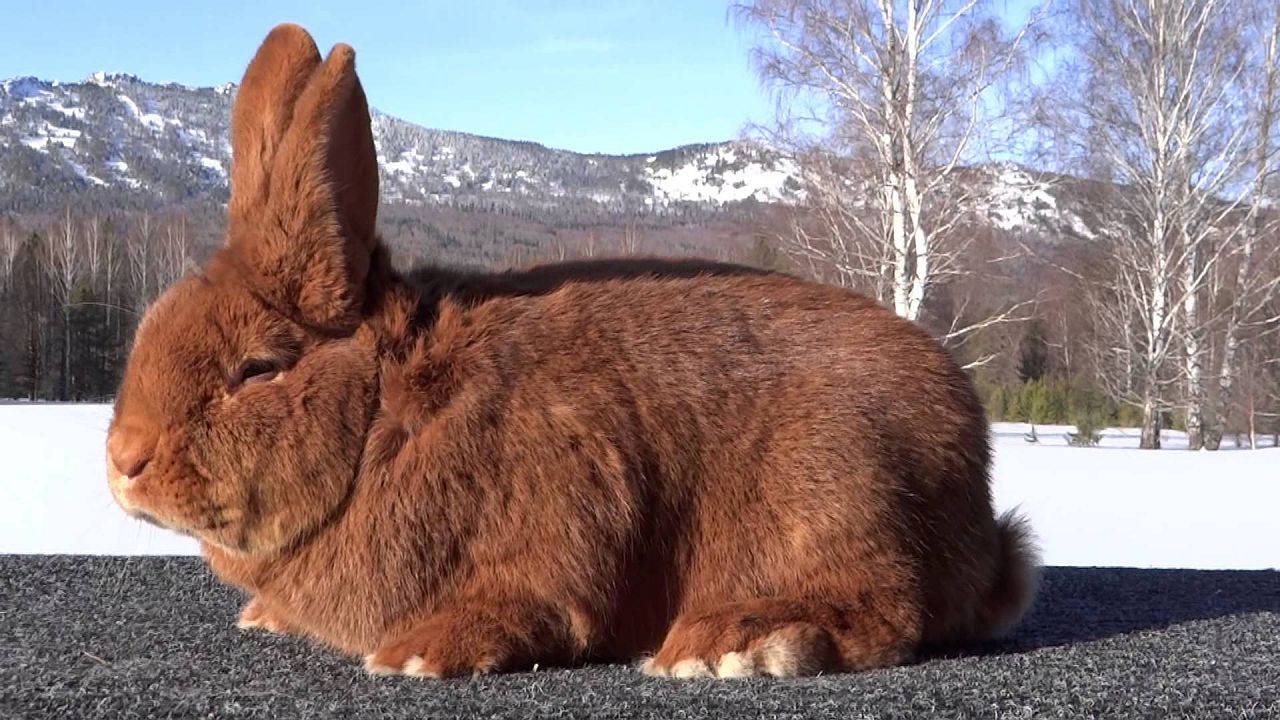 Кролик новозеландский: особенности породы, содержание и разведение