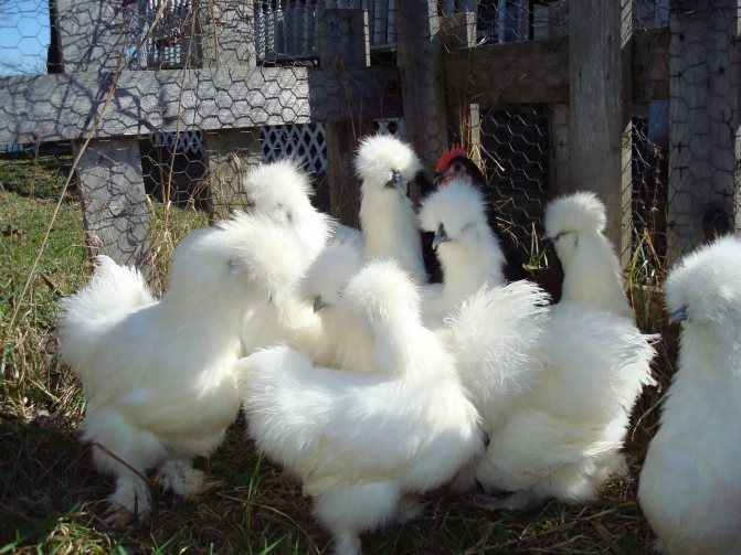 Китайская шелковая курица: описание породы, характеристика, разведение