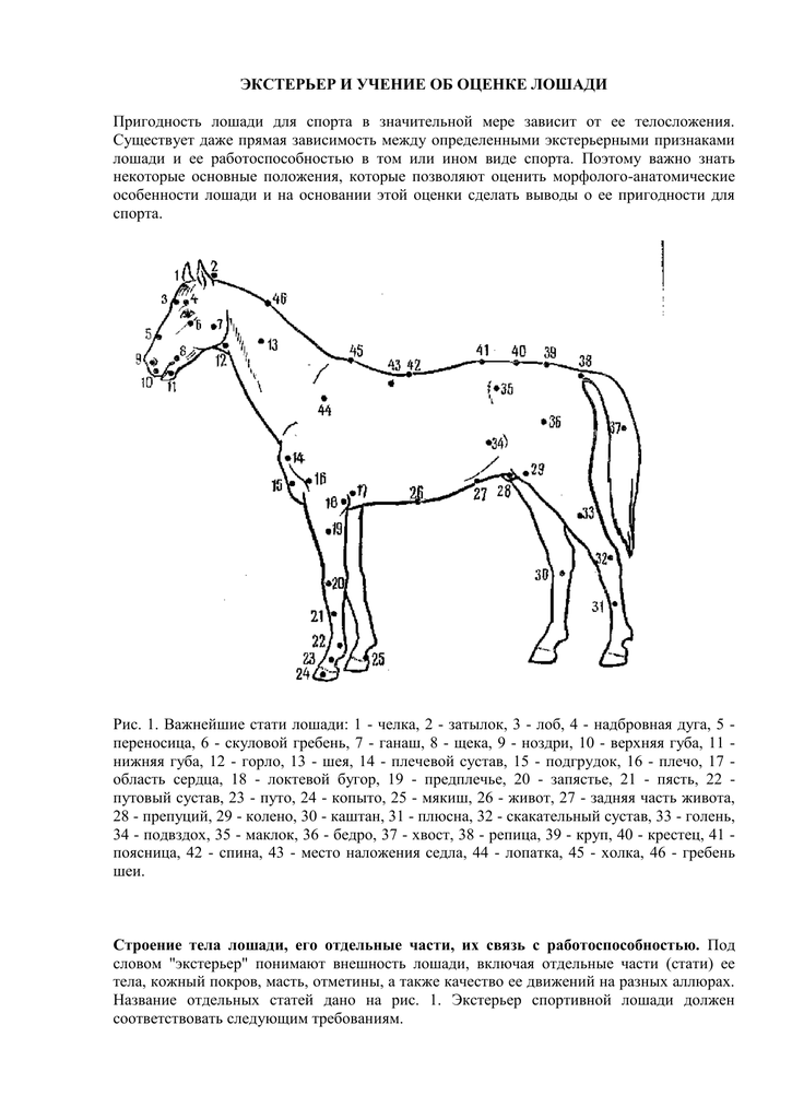 Стати лошади. бонитировка по внешнему виду или экстерьеру лошади