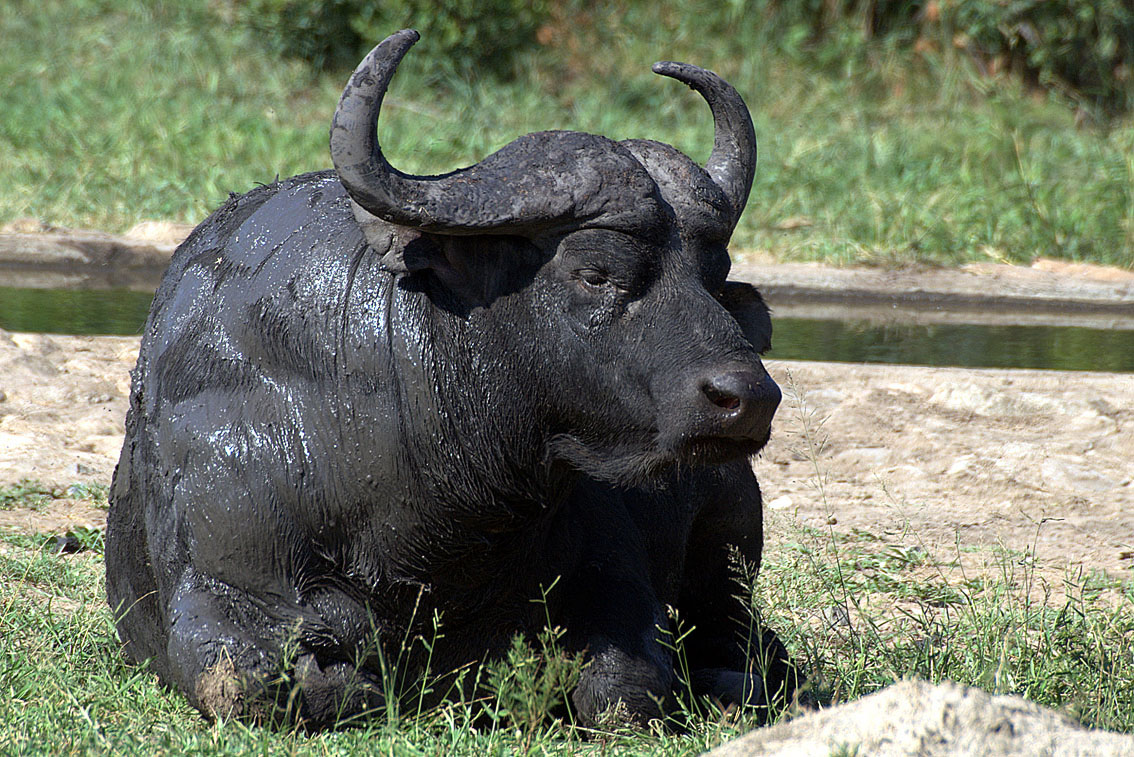 Азиатский (индийский водяной) буйвол: описание, фото, где обитает, чем питается