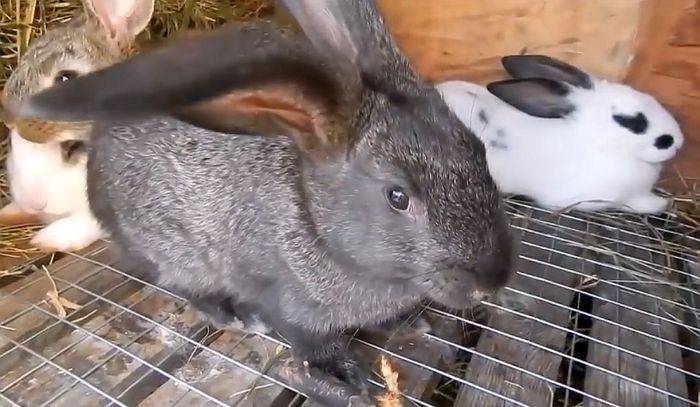 Почему дохнут кролики: причины, смертельные заболевания, что делать