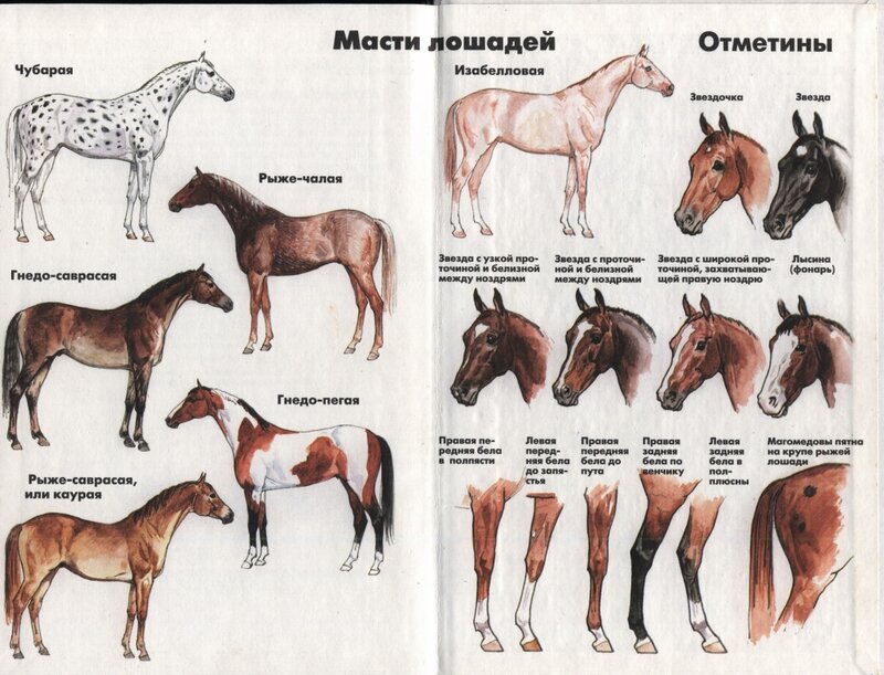 Описание и особенности буланого коня