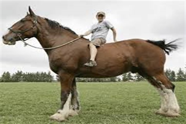 Сколько весит конь в среднем