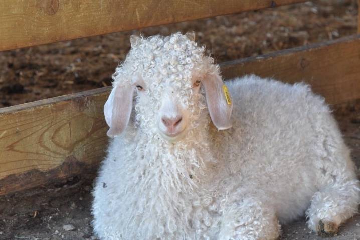 Какие бывают пуховые породы коз? описание, названия и отзывы
