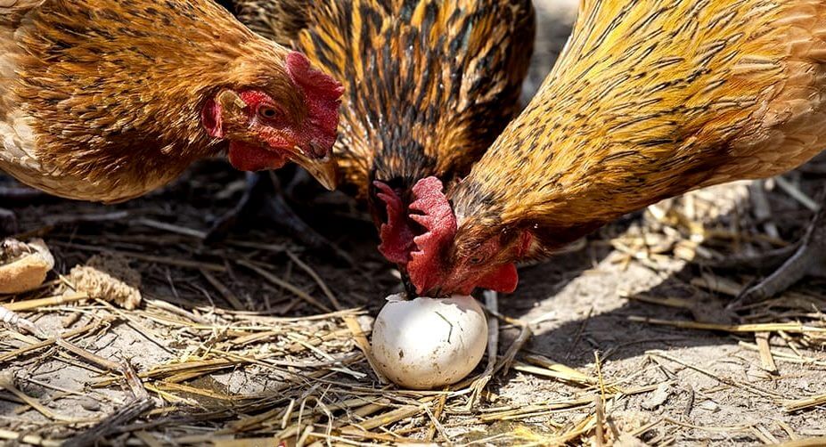 Дохнут цыплята и куры – что это за болезнь и что делать?