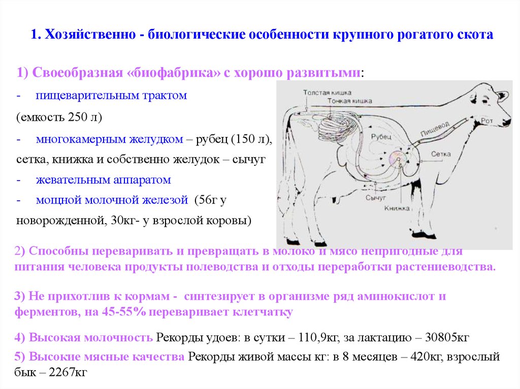 Крс (63 фото): какие животные называются крупным рогатым скотом? разведение. зачем на фермах животным дают стимуляторы роста?