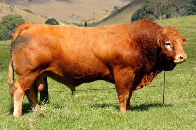 Все о быках (крс): мясные породы, различают ли цвета, интересные факты