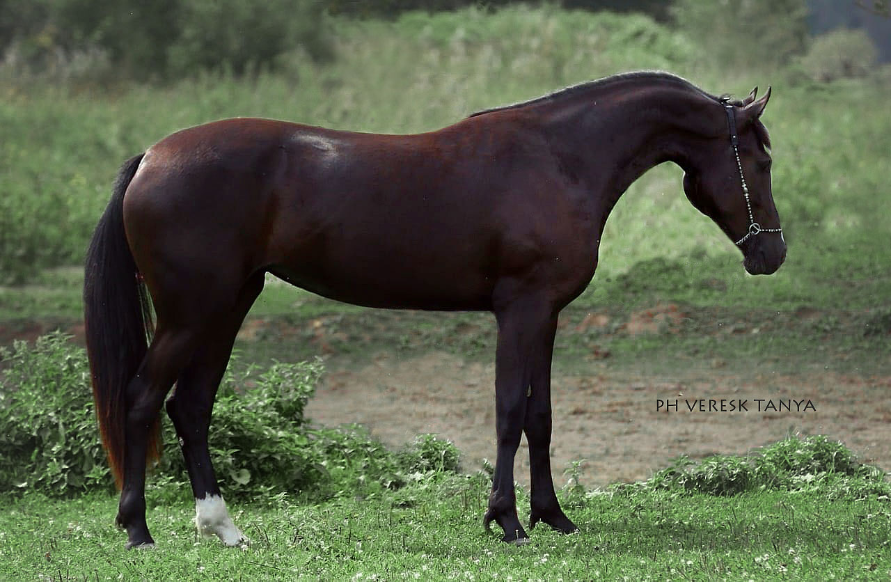 Лошадь рыжей масти: описание, генетика, фото | мои лошадки