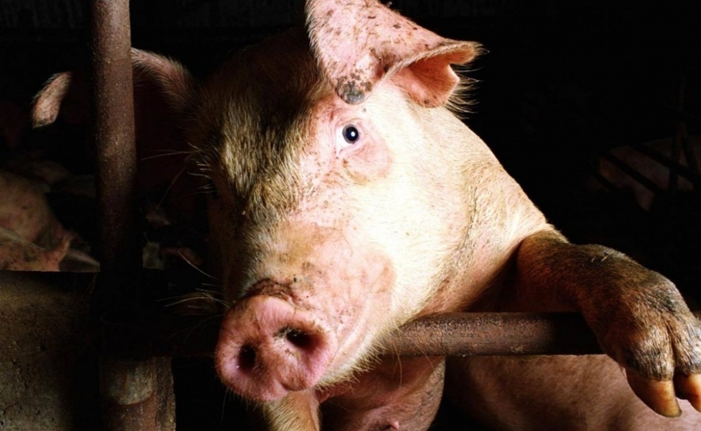 Болезни свиней: признаки и симптомы, лечение и профилактика