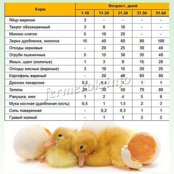 Чем кормить утят: нормы и нюансы рациона птенцов разного возраста