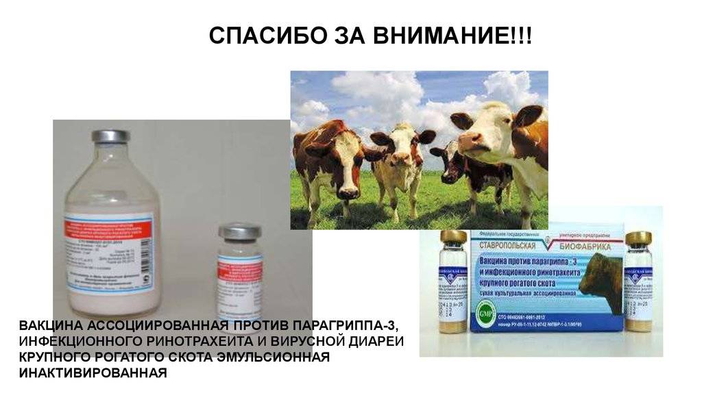 Лептоспироз у коров: что делать, как лечить