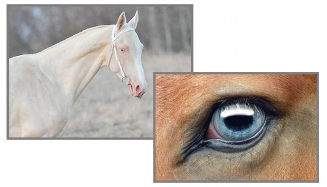 Зрение лошади