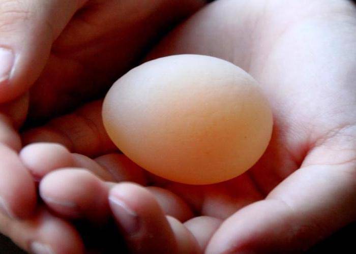 Яйца с тонкой скорлупой – как узнать причину проблемы и устранить ее?