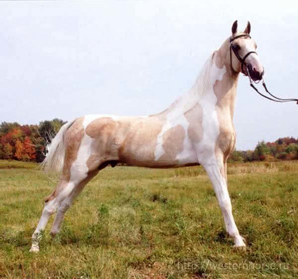 Породы лошадей – представители древних, редких, самых быстрых и маленьких пород