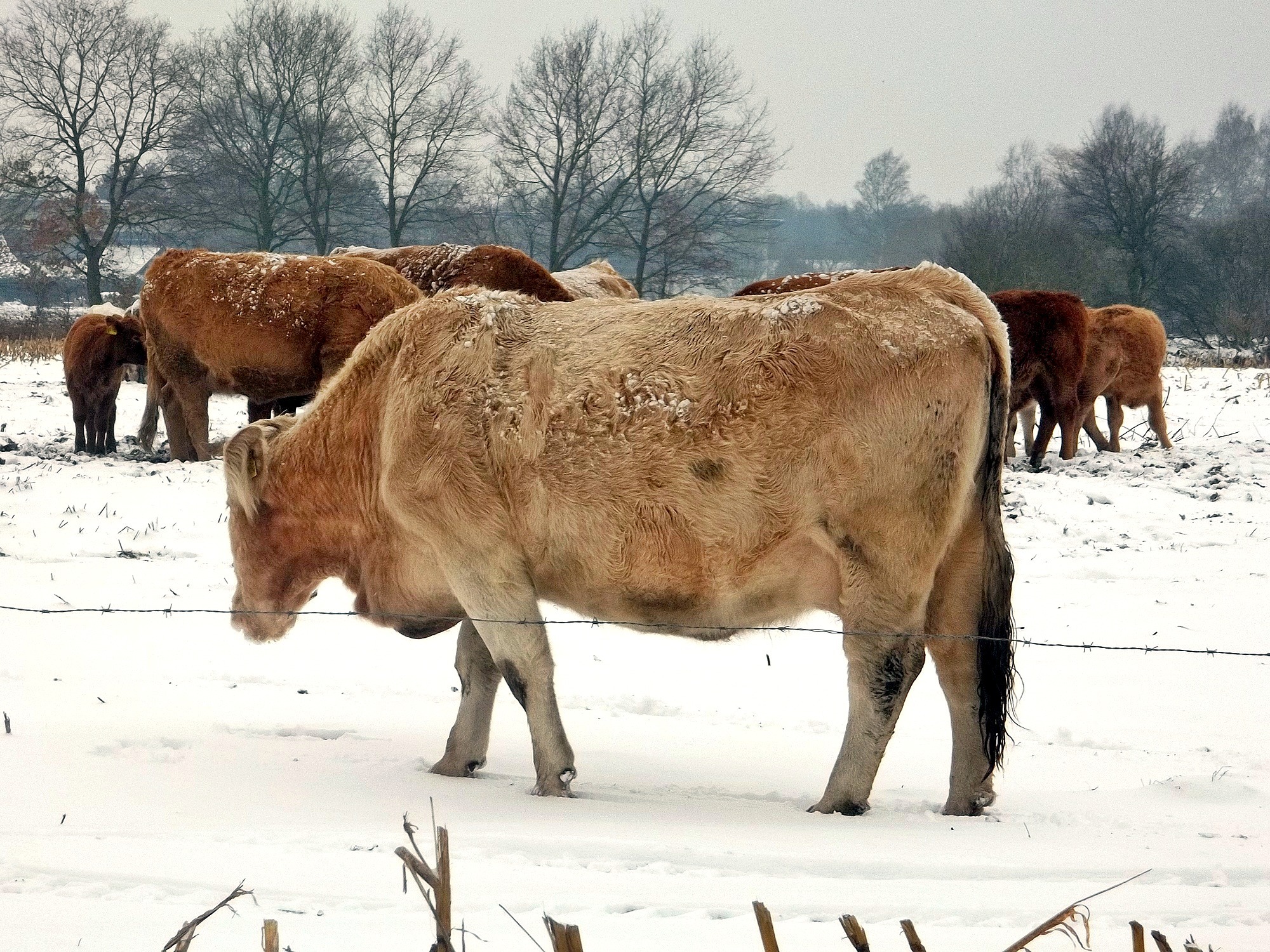 Сколько сена нужно корове на зиму