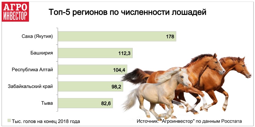 Сколько живут лошади и как определить их возраст