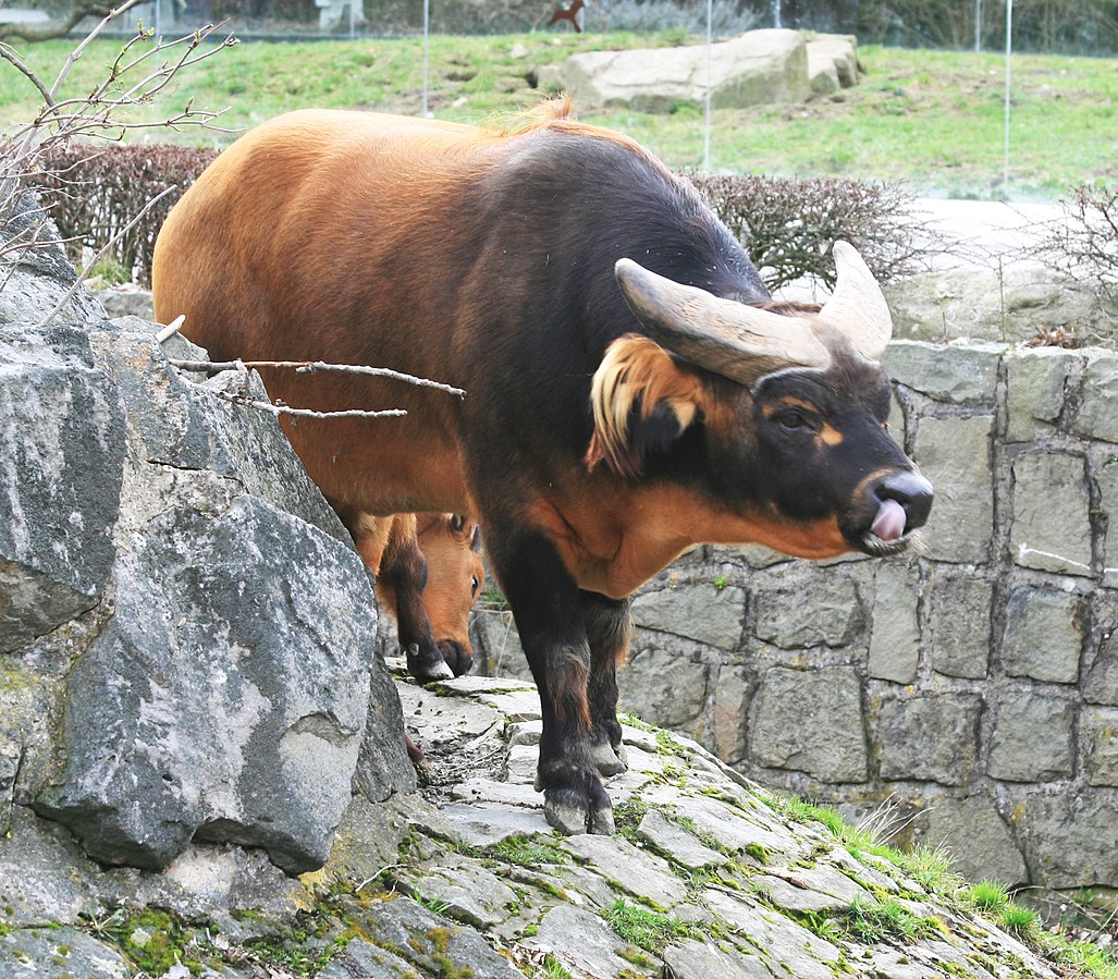 Карликовые буйволы азии и африки | топ сад