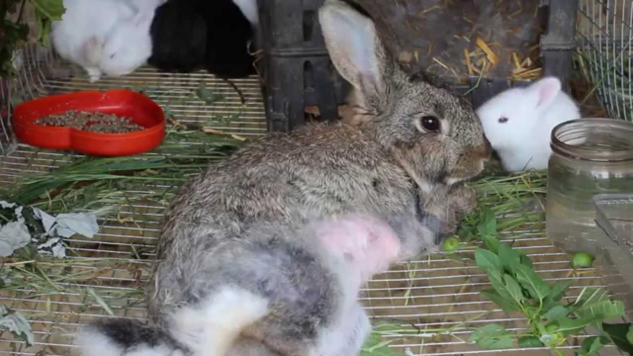 Как выкормить крольчат без крольчихи?