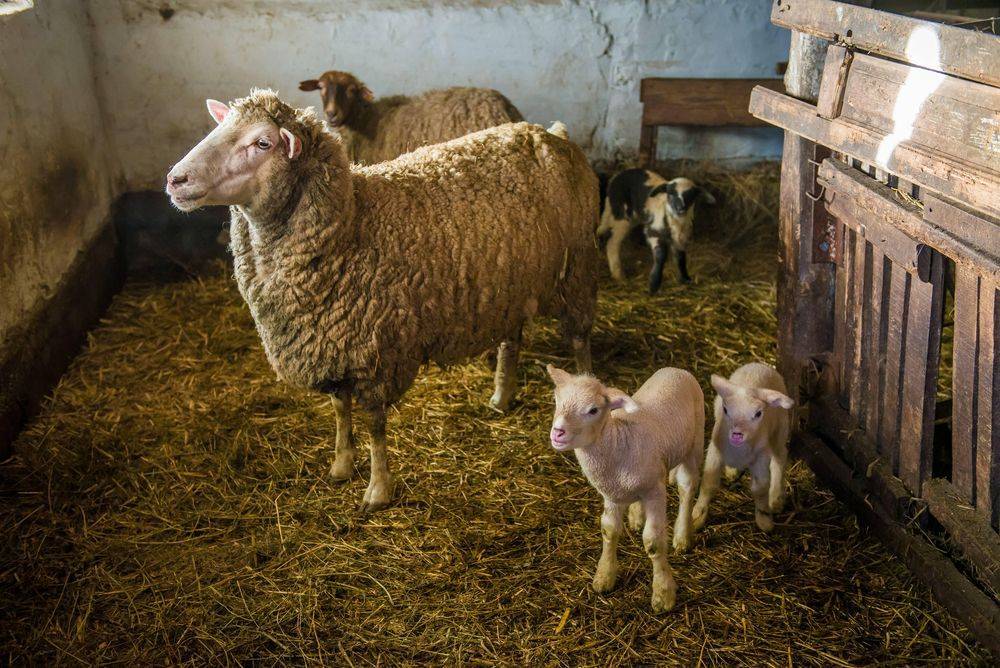 Особенности разведения овец для начинающих: подготовка, уход в домашних условиях, советы
