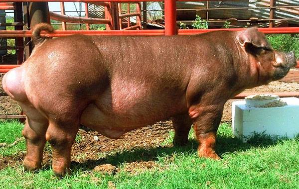 Все о волосатых свиньях венгерской породы: описание, особенности, характеристика