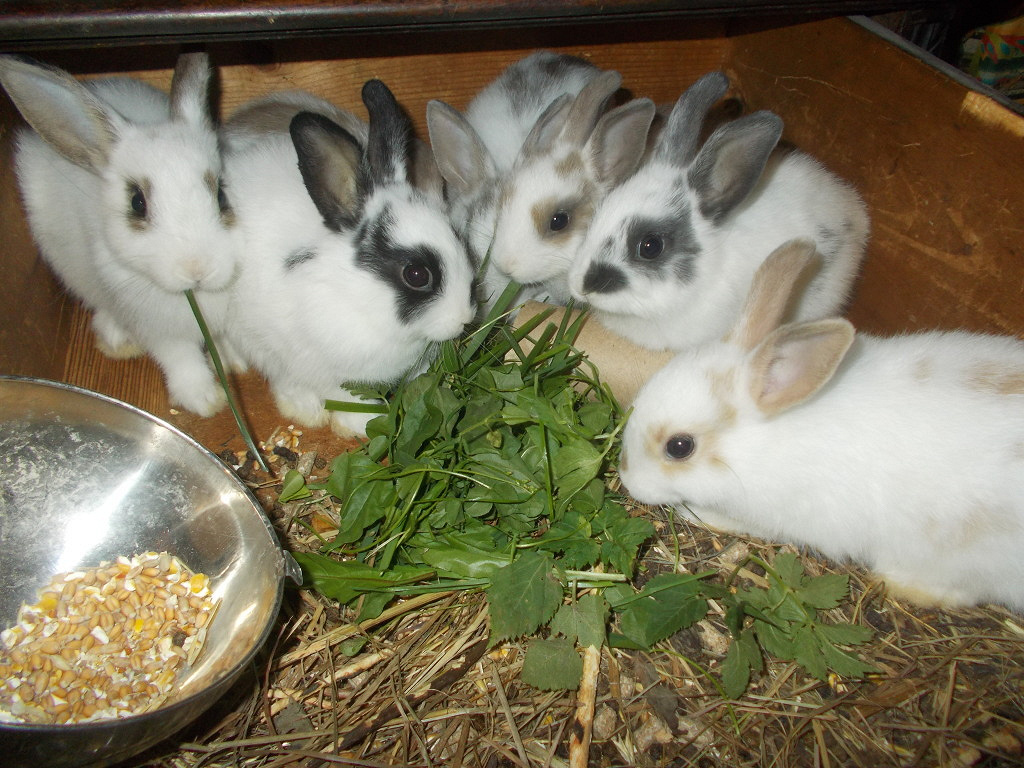 Чем кормить кроликов в домашних условиях: от а до я