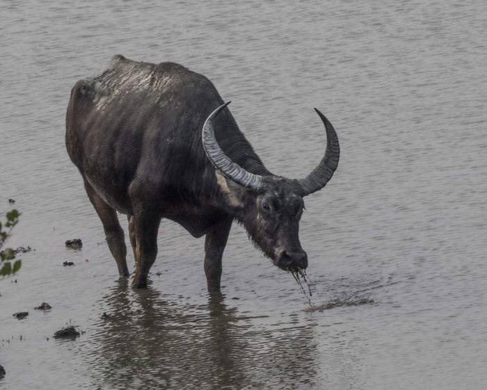 Водяной буйвол (азиатский, индийский): описание, особеннсти 