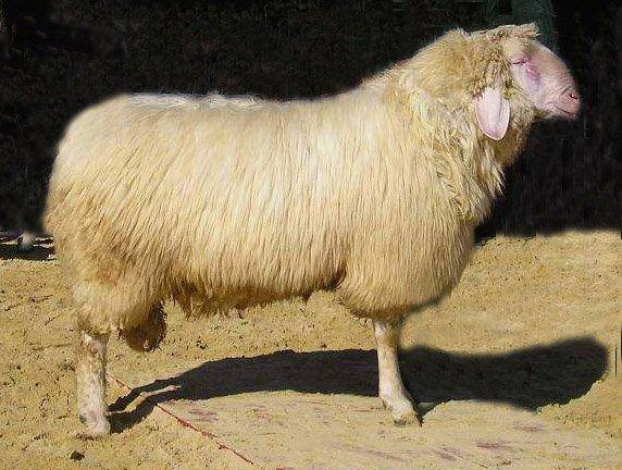 Молочные породы овец: описание цигайской породы, породы ассаф и других. особенности ухода. сколько дают молока? какие молочные породы распространены в российском овцеводстве?