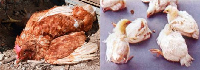 Сальмонеллез у кур и домашней птицы: особенности и лечение