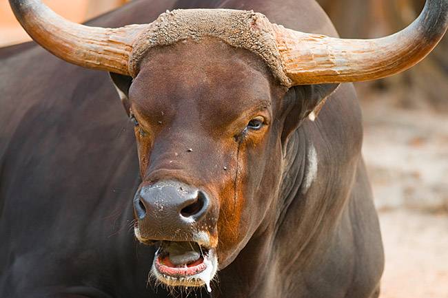 Мясные породы коров и быков