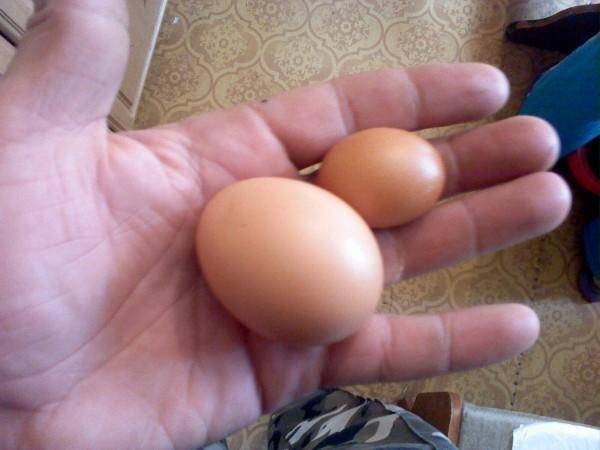 Как курица несет яйца - половая зрелость у несушек, появление яйца