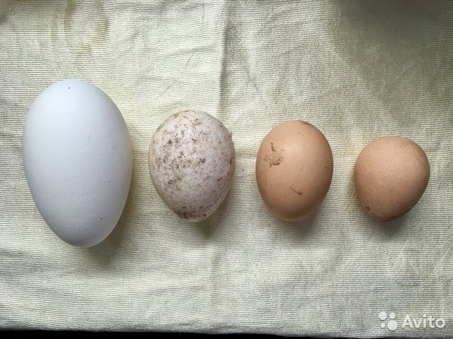 Характеристики яйценоскости цесарок
