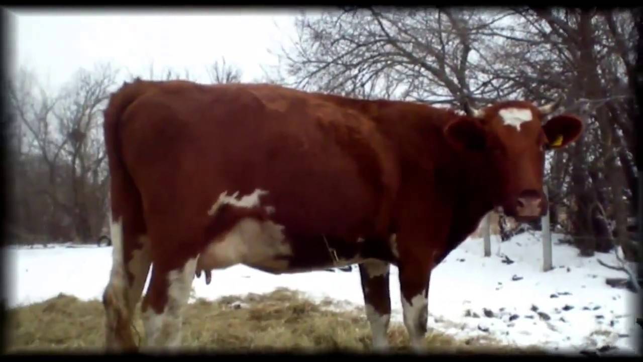 Красно-пестрая порода коров: характеристика и содержание на подворье