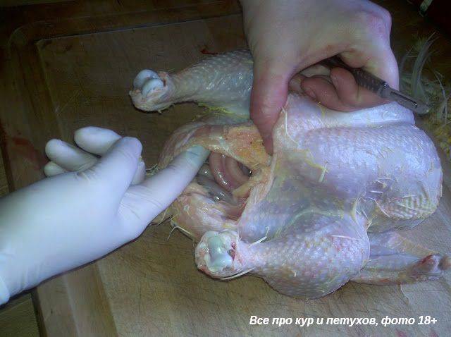 Как убить курицу в домашних условиях: способы и техника забоя, как забить правильно