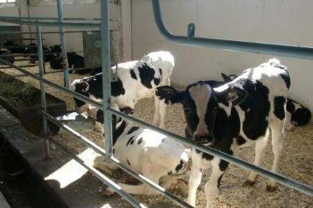 Технология производства молока на молочно-товарной ферме