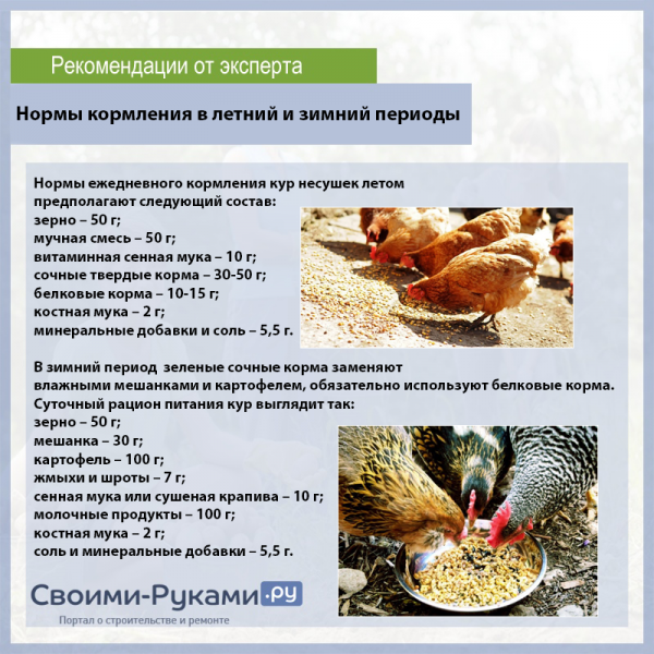 Чем кормить кур-несушек: виды корма, нормы и частота питания, запреты