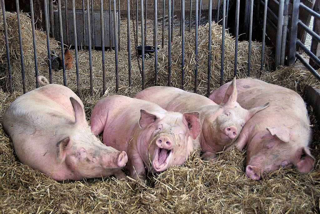 Опорос свиней в домашних условиях