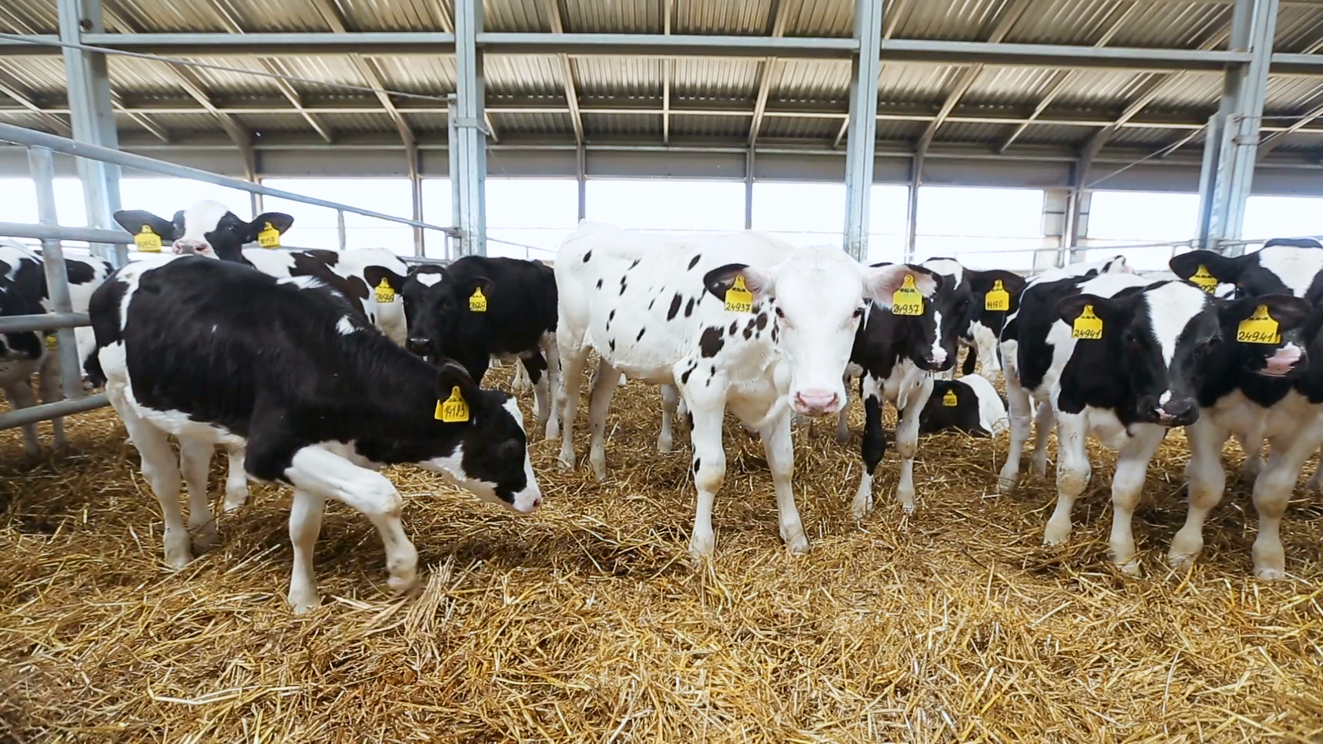 Разведение коров: особенности и актуальные проблемы — cельхозпортал