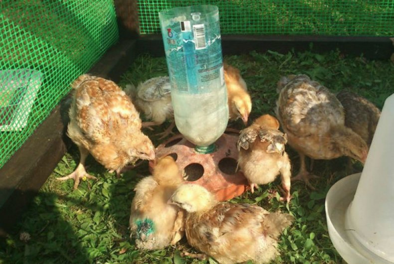 Что делать, если дохнут цыплята бройлеров и несушек?