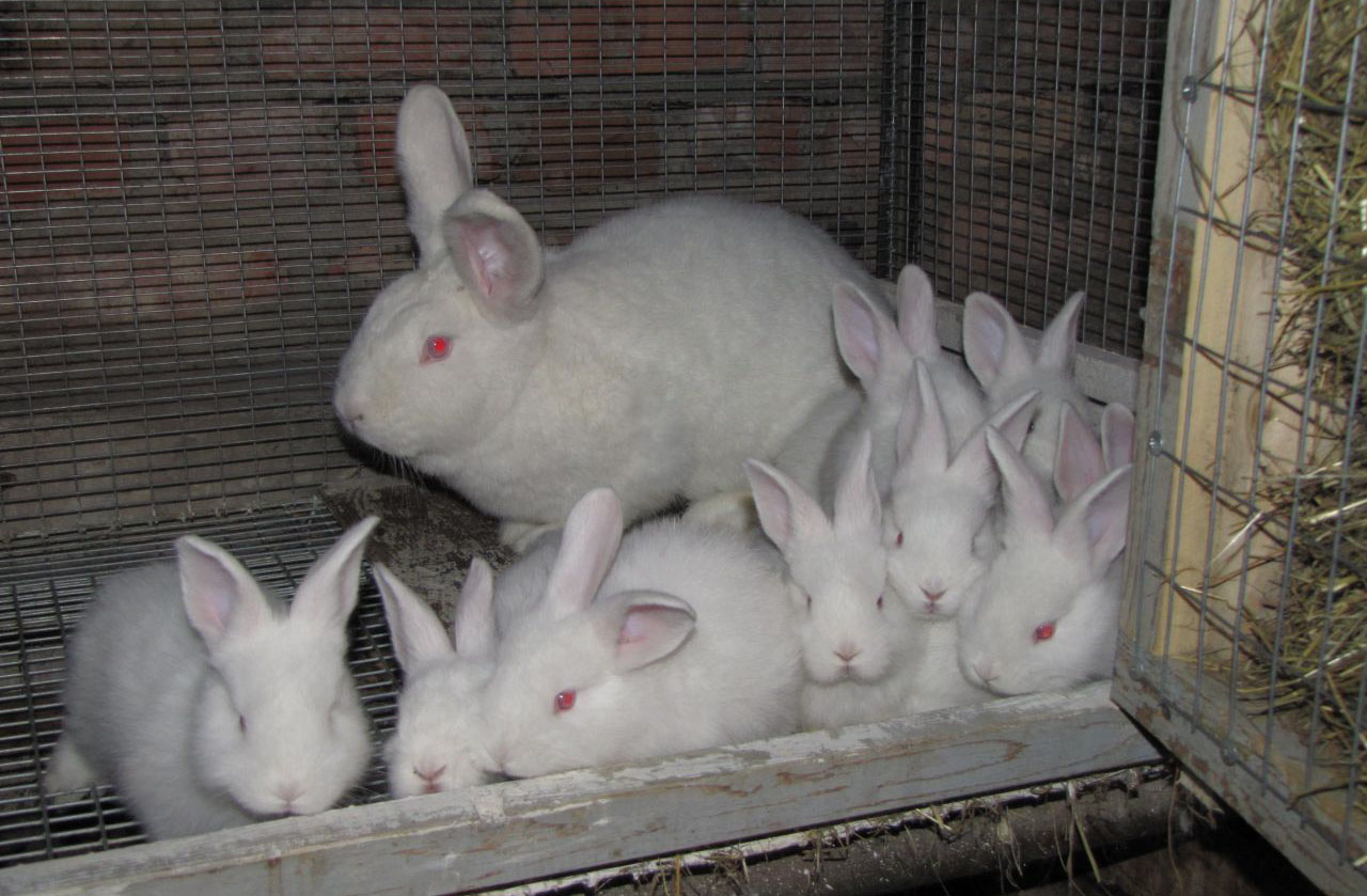 Характеристики и содержание белых и красных новозеландских кроликов