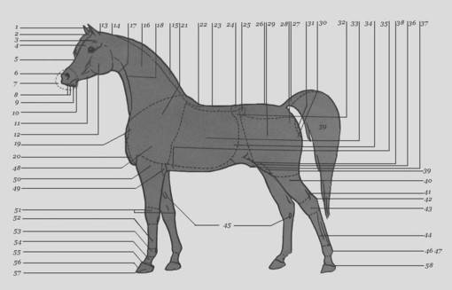 Скелет лошади: особенности строения, форма черепа, количество костей